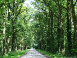 Gravenallee